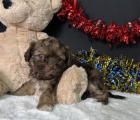 Lilly, a female Maltipoo for sale in Plainville, IN – 5 of 7