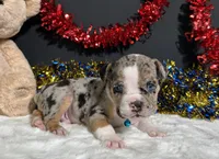 Louie, a male English Bulldog and Beagle for sale in Plainville, IN – 8 of 8