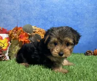 Ivy, a female Yorkshire Terrier for sale in Plainville, IN – 2 of 8