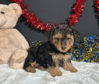 Bandit, a male Yorkipoo for sale in Plainville, IN – 3 of 8