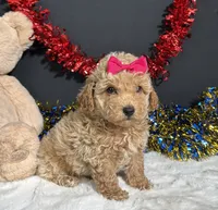 Maddie, a female Poodle - Miniature  for sale in Plainville, IN – 6 of 9