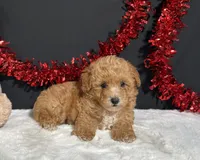 Andrea, a female Poodle - Toy  for sale in Plainville, IN – 3 of 7