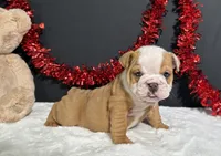 Violet, a female English Bulldog for sale in Plainville, IN – 5 of 7