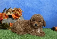 Ames, a male Poodle - Toy  for sale in Plainville, IN – 6 of 6