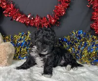 Millie, a female Maltipoo for sale in Plainville, IN – 2 of 7