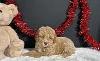 Bandit, a male Poodle - Miniature  for sale in Plainville, IN – 7 of 9
