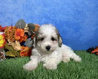 Roscoe, a male Maltipoo for sale in Plainville, IN – 3 of 5