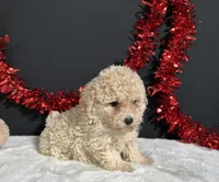 Bailey, a female Poodle - Miniature  for sale in Plainville, IN – 3 of 5