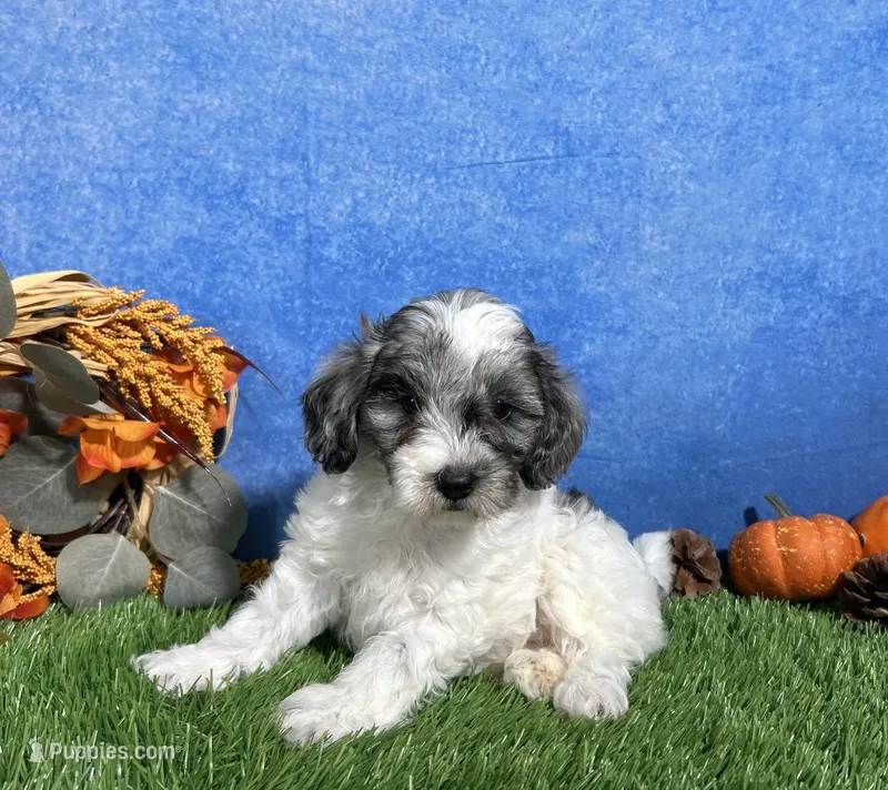 Penny – Yorkipoo puppy for sale in Plainville, IN