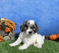 Penny, a female Yorkipoo for sale in Plainville, IN – 1 of 6