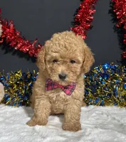 Lila, a female Poodle - Toy  for sale in Plainville, IN – 2 of 7