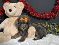 Pluto, a male Poodle - Miniature  for sale in Plainville, IN – 6 of 8