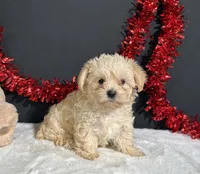 Charles, a male Morkie for sale in Plainville, IN – 7 of 7