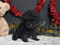 Storm, a male Poodle - Miniature  for sale in Plainville, IN – 2 of 6