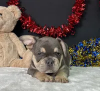 Winston, a male French Bulldog for sale in Plainville, IN – 4 of 6