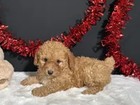 Emery, a male Poodle - Toy  for sale in Plainville, IN – 7 of 7