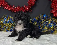 Kara, a female Maltipoo for sale in Plainville, IN – 1 of 6