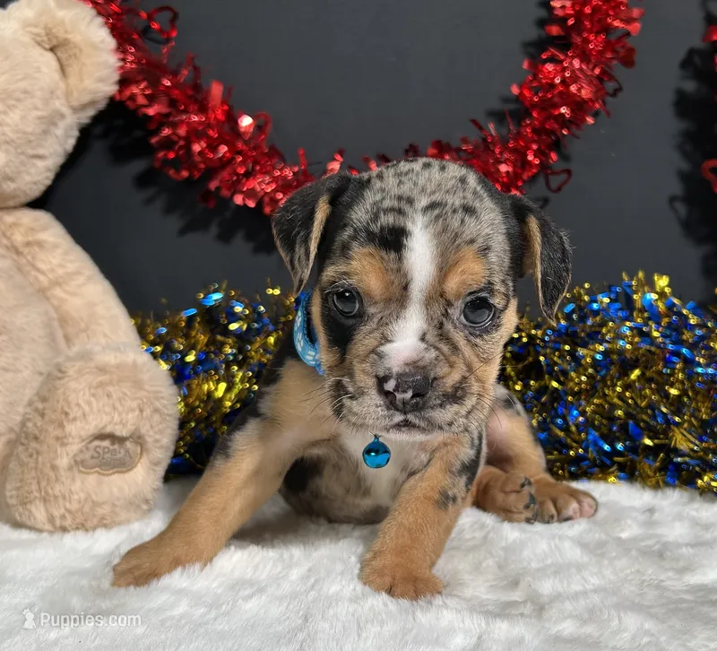 Noah – English Bulldog, Beagle puppy for sale in Plainville, IN