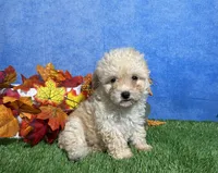 Holly, a female Maltipoo for sale in Plainville, IN – 2 of 6