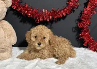 Macie, a female Poodle - Toy  for sale in Plainville, IN – Photo 3 of 6