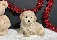 Bear, a male Poodle - Toy  for sale in Plainville, IN – Photo 3 of 5
