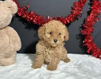 Macie, a female Poodle - Toy  for sale in Plainville, IN – Photo 2 of 6