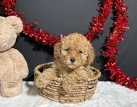 Macie, a female Poodle - Toy  for sale in Plainville, IN – Photo 6 of 6