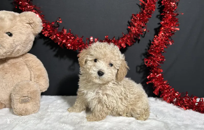 Bear – Poodle - Toy  puppy for sale in Plainville, IN