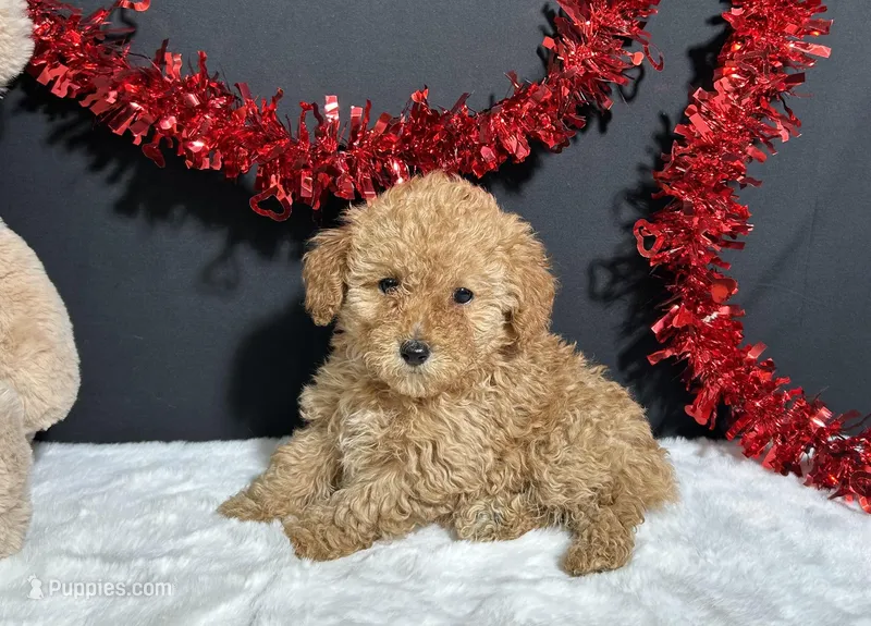 Macie – Poodle - Toy  puppy for sale in Plainville, IN