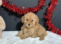 Macie, a female Poodle - Toy  for sale in Plainville, IN – Photo 1 of 6