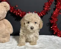 Bear, a male Poodle - Toy  for sale in Plainville, IN – Photo 4 of 5