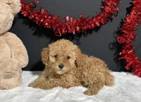 Macie, a female Poodle - Toy  for sale in Plainville, IN – Photo 4 of 6