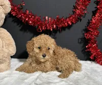 Macie, a female Poodle - Toy  for sale in Plainville, IN – Photo 5 of 6