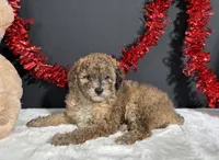 Fern, a female Poodle - Miniature  for sale in Plainville, IN – 5 of 8