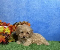 Cooper, a male Poodle - Miniature  for sale in Plainville, IN – 3 of 7