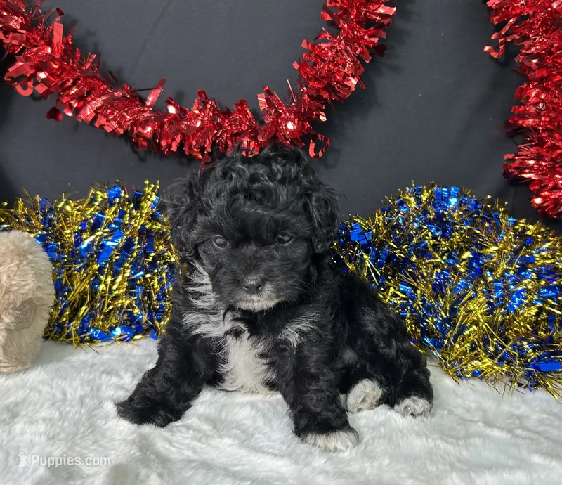 Millie – Maltipoo puppy for sale in Plainville, IN