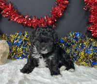 Millie, a female Maltipoo for sale in Plainville, IN – 1 of 7