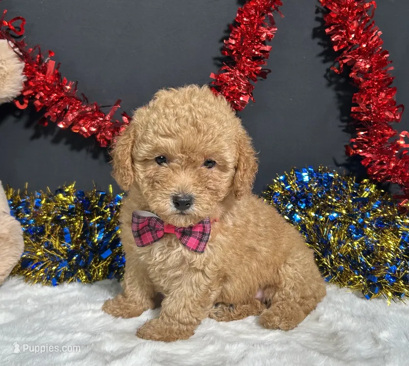 Lila – Poodle - Miniature  puppy for sale in Plainville, IN