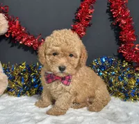 Lila, a female Poodle - Toy  for sale in Plainville, IN – 5 of 7