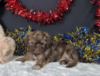 Lilly, a female Maltipoo for sale in Plainville, IN – 3 of 7