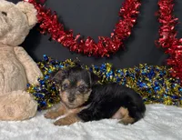 Sierra, a female Rat Terrier and Yorkshire Terrier for sale in Plainville, IN – 2 of 6