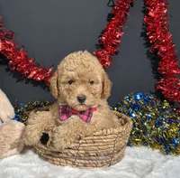 Lila, a female Poodle - Toy  for sale in Plainville, IN – 6 of 7