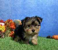 Teddy, a male Yorkshire Terrier for sale in Plainville, IN – 5 of 9
