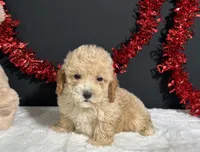 Buster, a male Poodle - Miniature  for sale in Plainville, IN – 3 of 8
