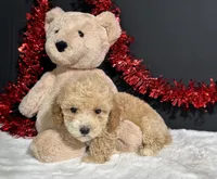 Buster, a male Poodle - Miniature  for sale in Plainville, IN – 1 of 8