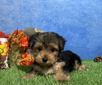Ivy, a female Yorkshire Terrier for sale in Plainville, IN – 4 of 8