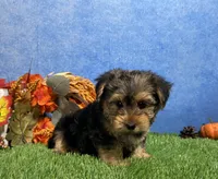 Milo, a male Yorkshire Terrier for sale in Plainville, IN – 3 of 7