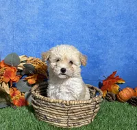 Holly, a female Maltipoo for sale in Plainville, IN – 6 of 6