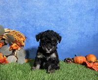 Lola, a female Poodle - Toy  for sale in Plainville, IN – 4 of 6