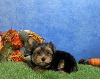 Oliver, a male Yorkshire Terrier for sale in Plainville, IN – 6 of 7
